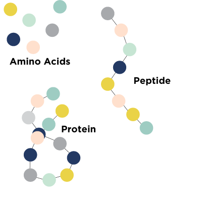 Whats all the fuss about Pepetides in Skin Care and why your skin loves them